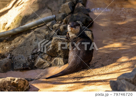 コツメカワウソ (Otter) コツメカワウソ (Otter) 79746720
