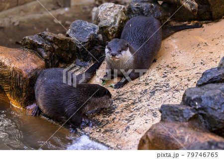 コツメカワウソ (Otter) 79746765