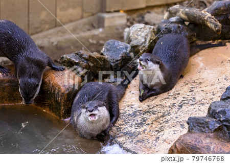 コツメカワウソ (Otter) 79746768