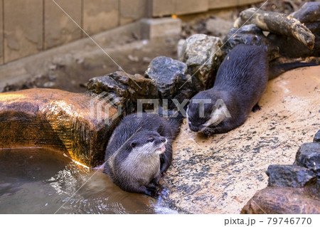 コツメカワウソ (Otter) 79746770