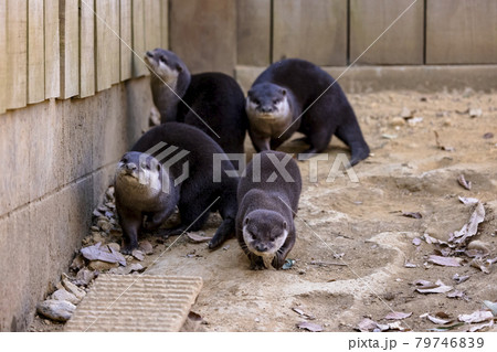 コツメカワウソ (Otter) 79746839
