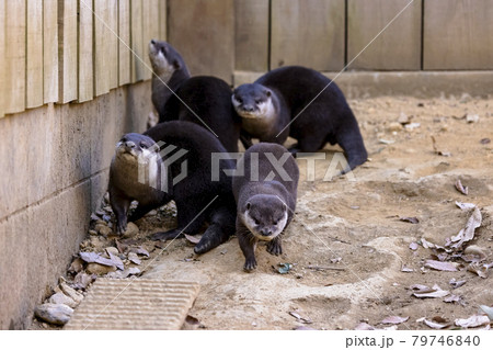 コツメカワウソ (Otter) コツメカワウソ (Otter) 79746840