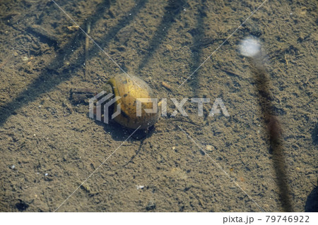 田んぼに生息するジャンボタニシ 79746922