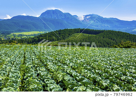 飯田高原　キャベツ畑 79746962
