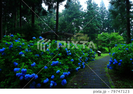 岩手県奥州市 館山史跡公園の紫陽花の写真素材