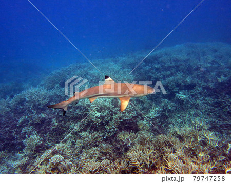 パラオ共和国 ロックアイランド サウザン ラグーンのサンゴ礁を泳ぐツマグロ サメ の写真素材