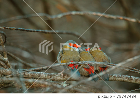 Red-Browed finch bird sitting in a tree. Red-Browed finch bird sitting in a tree. 79747434