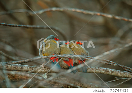 Red-Browed finch bird sitting in a tree. Red-Browed finch bird sitting in a tree. 79747435
