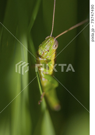 イナゴ イナゴ 稲 ぼかし かくれんぼ バッタの写真素材