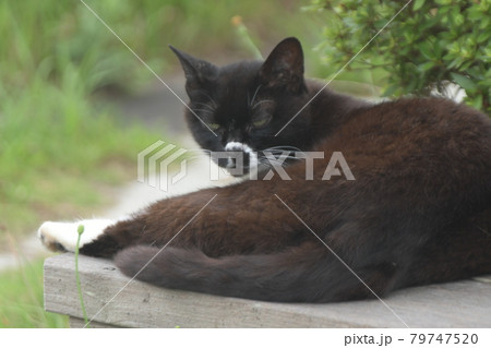 野良猫　横浜金井遊歩道 79747520
