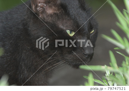 野良猫　横浜金井遊歩道 79747521