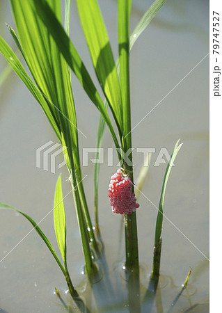 稲に産み付けられたジャンボタニシの赤い卵の写真素材