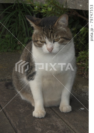 野良猫 横浜金井遊歩道 野良猫 横浜金井遊歩道 79747553