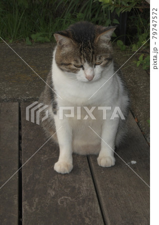 野良猫　横浜金井遊歩道 79747572