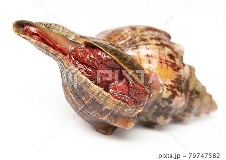 ナガニシ 79747582