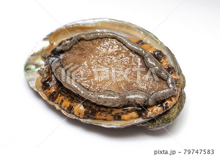 アワビ 79747583