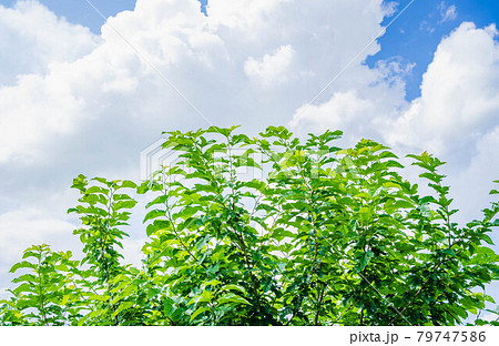 空と桑の木 79747586