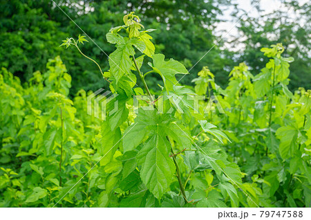 桑畑の桑の葉 桑畑の桑の葉 79747588