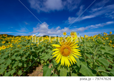南国の咲き乱れるひまわり 79747626