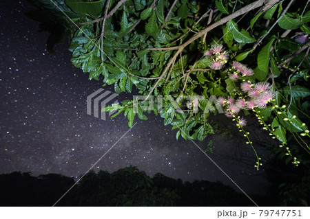 一夜限りの儚い花 サガリバナの写真素材