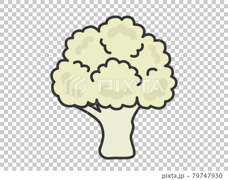 Cauliflower illustration Cauliflower illustration 79747930