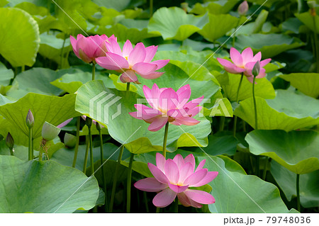 心清らかに咲き誇るハスの花 79748036