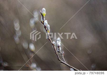small fluffy rudiments of leaves on a branch in early spring 79748096