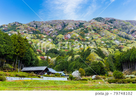 高峯の青空と山桜 79748102