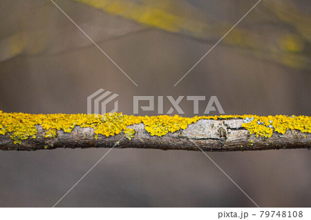 Small branch covered with old dry yellow tree fungus 79748108
