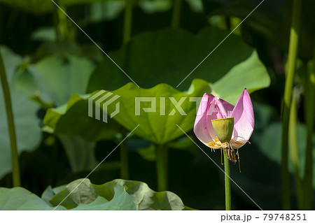 心清らかに咲き誇るハスの花 79748251
