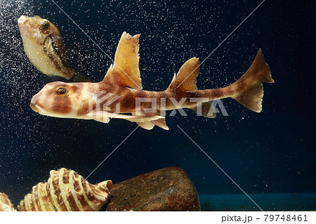 ネコザメ サメ 鮫 猫鮫 キタマクラ フグ サメ肌 循鱗の写真素材