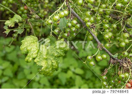 Diseases and pests of berry bushes . Gall Aphid on currants. Damaged leaves on a red currant Diseases and pests of berry bushes . Gall Aphid on currants. Damaged leaves on a red currant 79748645