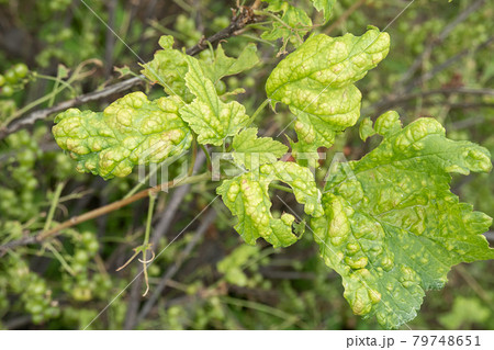 Diseases and pests of berry bushes . Gall Aphid on currants. Damaged leaves on a red currant 79748651