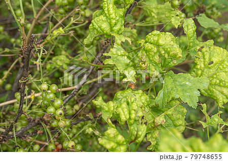 Diseases and pests of berry bushes . Gall Aphid on currants. Damaged leaves on a red currant 79748655