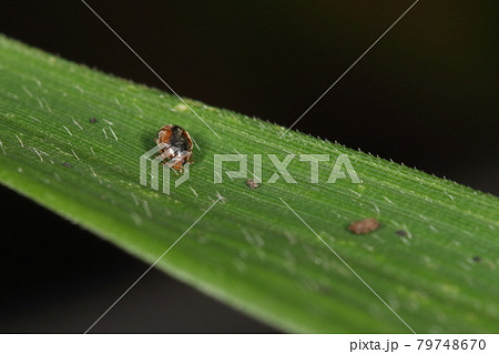 生き物　昆虫　クロヘリヒメテントウ、頭は茶褐色。白っぽい毛が全身を覆っています 79748670