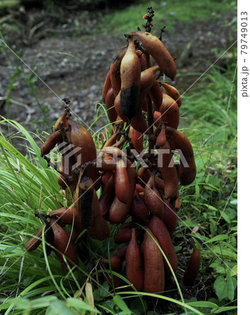 腐生植物 ツチアケビ 腐生植物 ツチアケビ 79749013