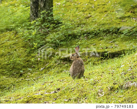 ニホンノウサギ ニホンノウサギ 79749183