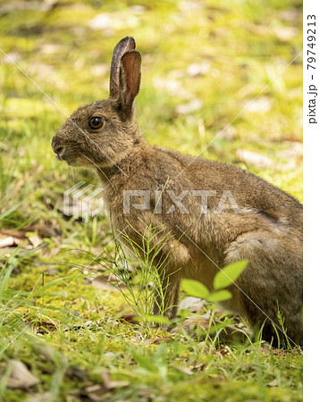 ニホンノウサギ 79749213