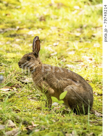 ニホンノウサギ 79749214