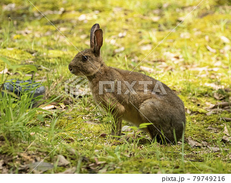 ニホンノウサギ 79749216