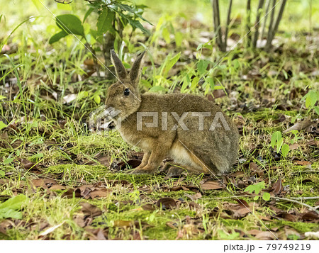 ニホンノウサギ 79749219