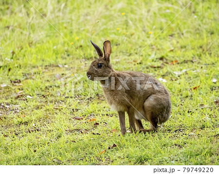 ニホンノウサギの写真素材
