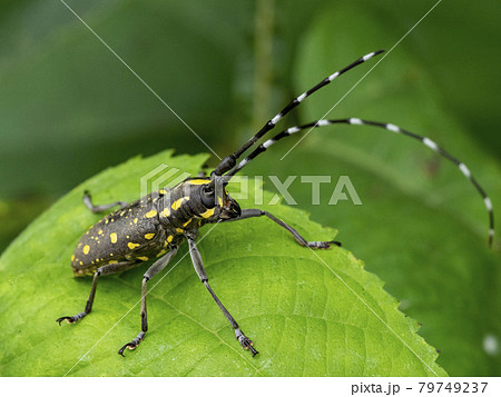 葉の上にいるキボシカミキリ 79749237