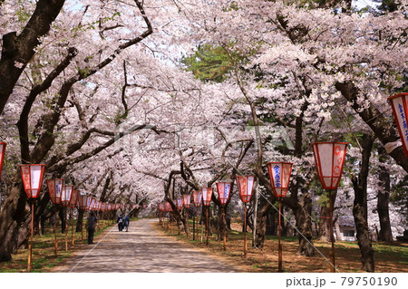 県立芦野公園　さくらまつり 79750190