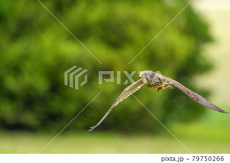 大きなバッタを掴んで大急ぎで巣に戻る繁殖期のチョウゲンボウ メス 79750266