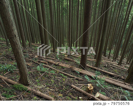 静岡県 杉林 79750576