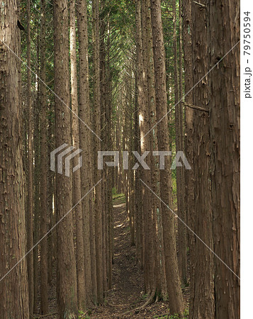 山梨県 杉林 79750594