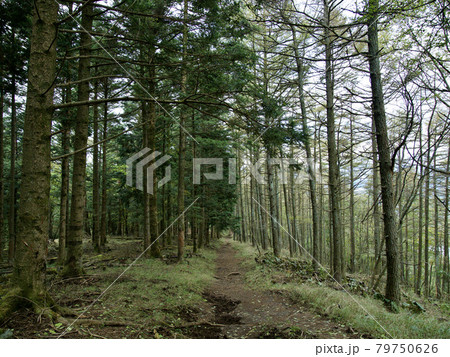 山梨県 東海自然歩道	 79750626
