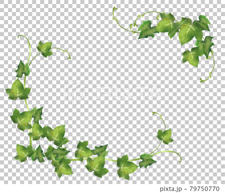 Watercolor ivy frame 79750770