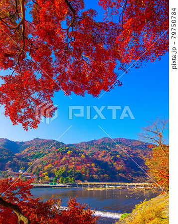 嵐山の紅葉と渡月橋 79750784